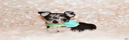 Chihuahua dogs for sale: Gossett - Ad 5