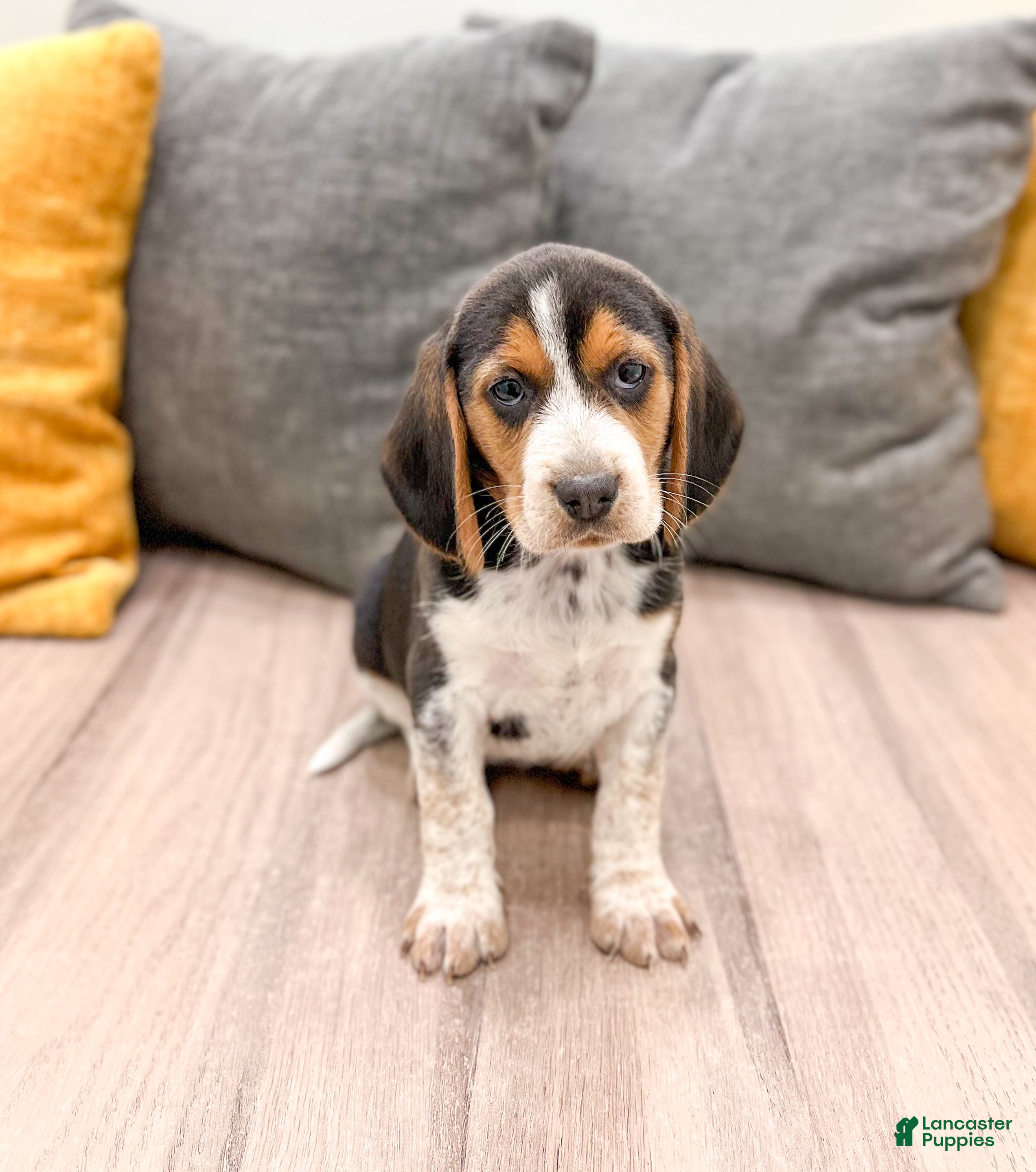 Beagle dogs Moana - Ad 21