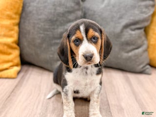 Beagle dogs Moana - Ad 4