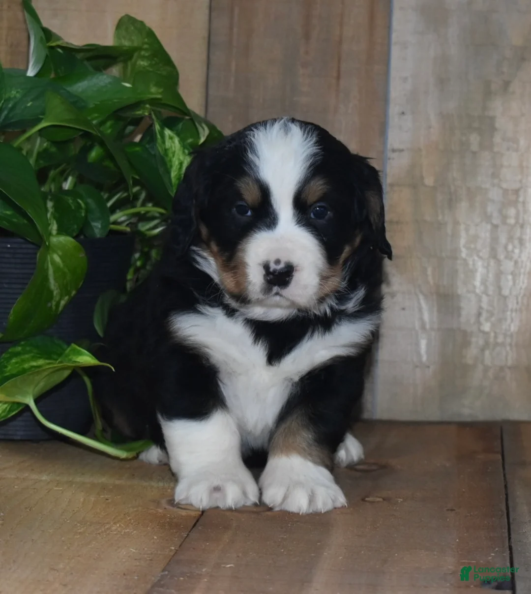 Bernese Mountain Dog dogs for sale: Poppy - Ad 4