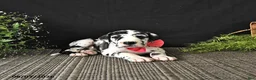 Great Dane dogs for sale: Ally - Ad 3