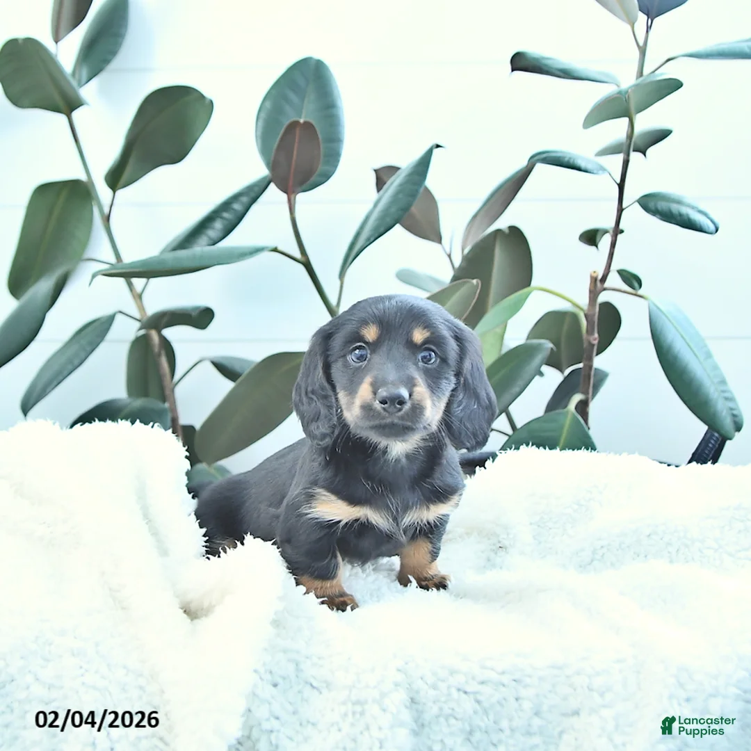 Miniature Dachshund dogs for sale: Wallace - Ad 4