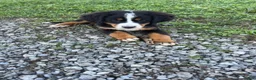 Bernese Mountain Dog dogs for sale: Piper - Ad 4