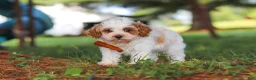 Miniature Poodle dogs for sale: Milo - Ad 6