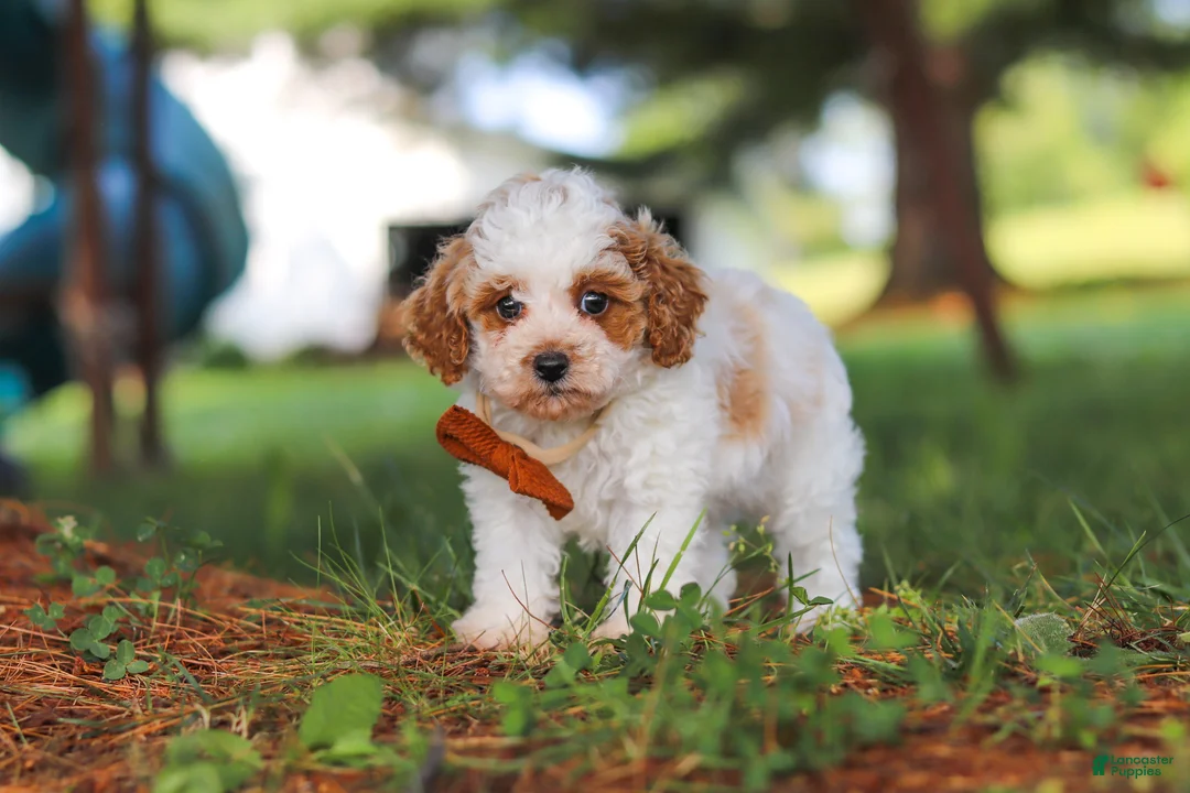 Miniature Poodle dogs for sale: Milo - Ad 6