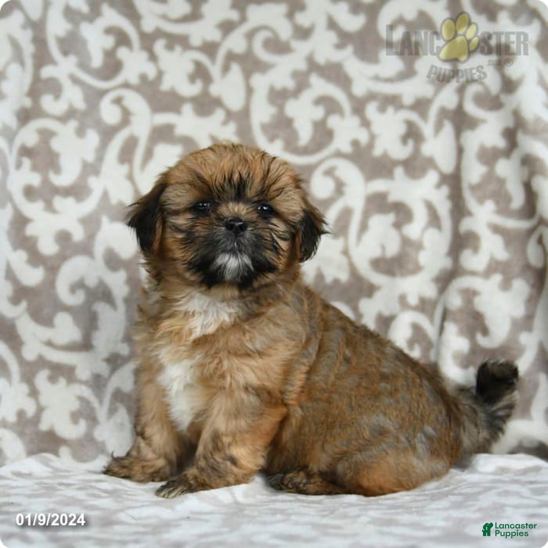 Gallery Image {{count}}