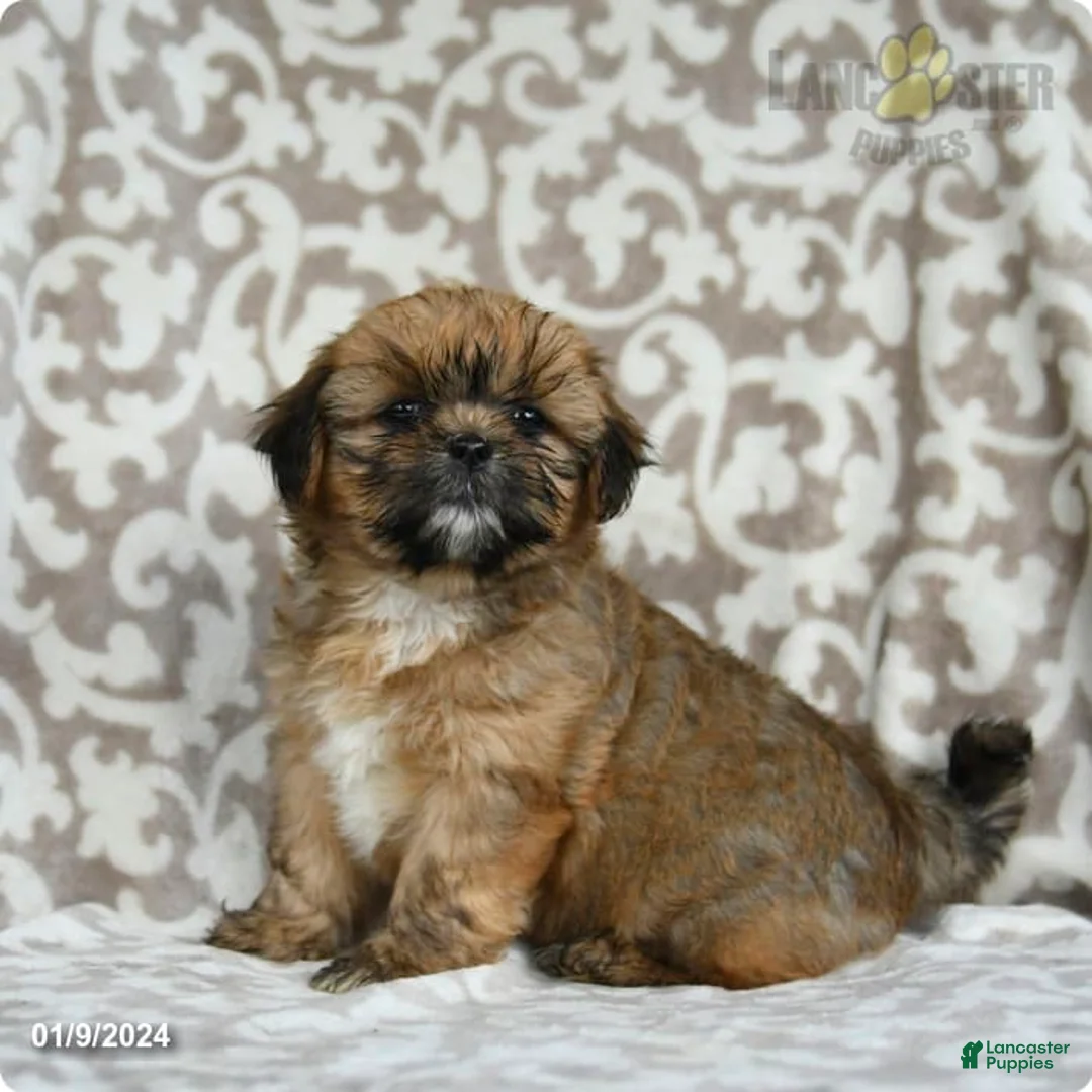 Gallery Image {{count}}