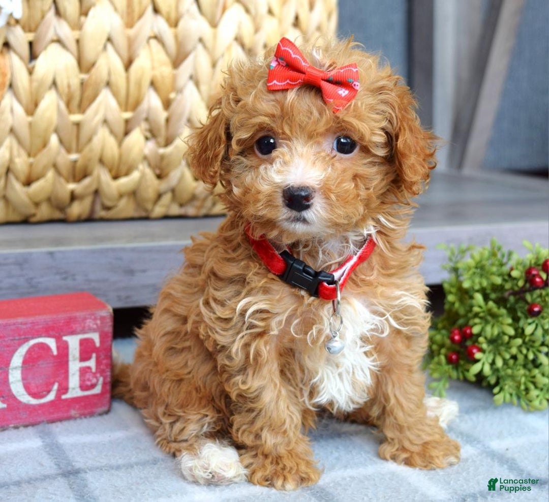 Maltipoo dogs for sale: Fargo - Ad 7