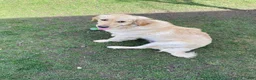 Golden Retriever dogs for sale: Golden Retriever Puppy 4 - Ad 4