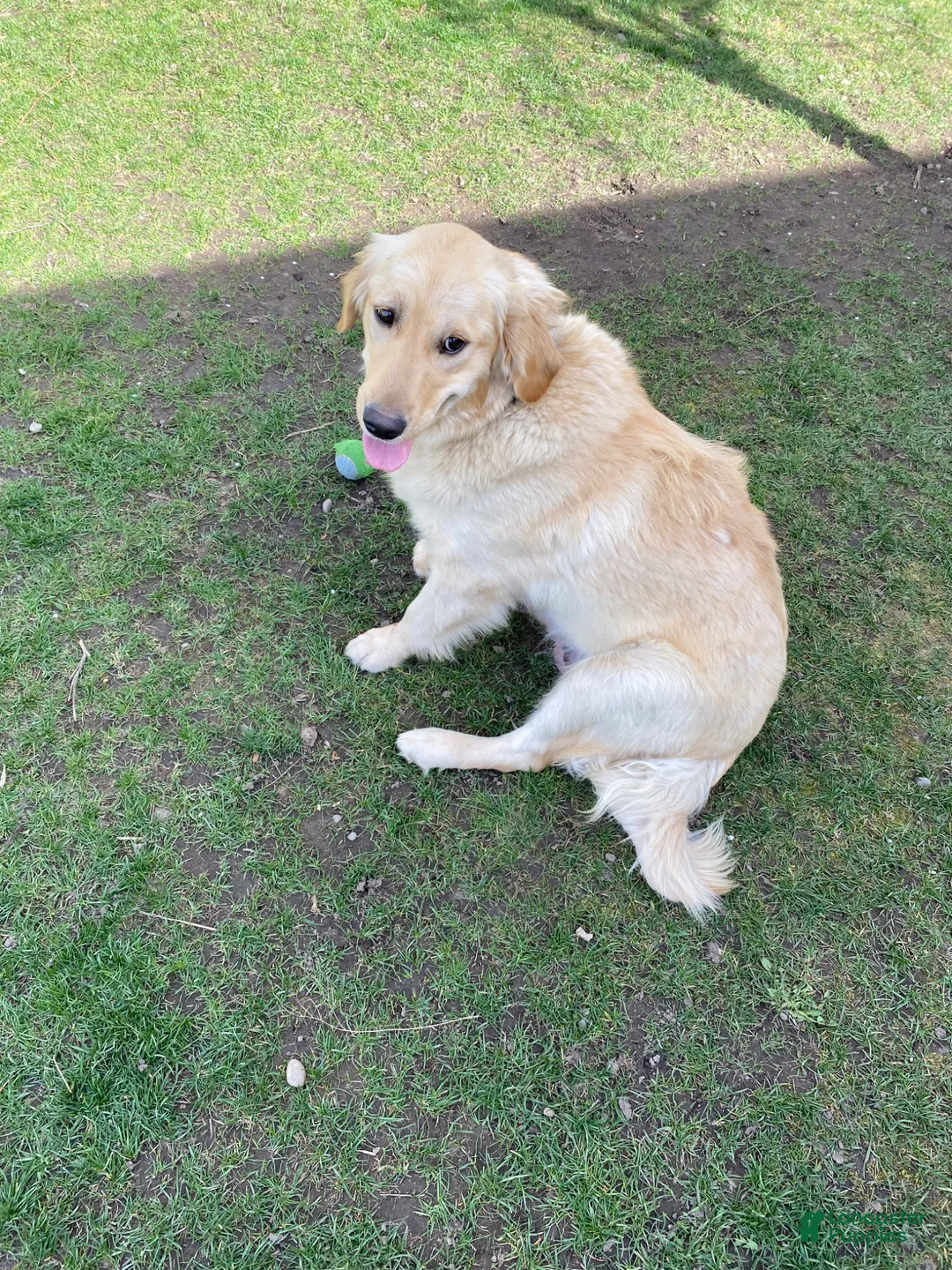 Golden Retriever dogs for sale: Golden Retriever Puppy 4 - Ad 4