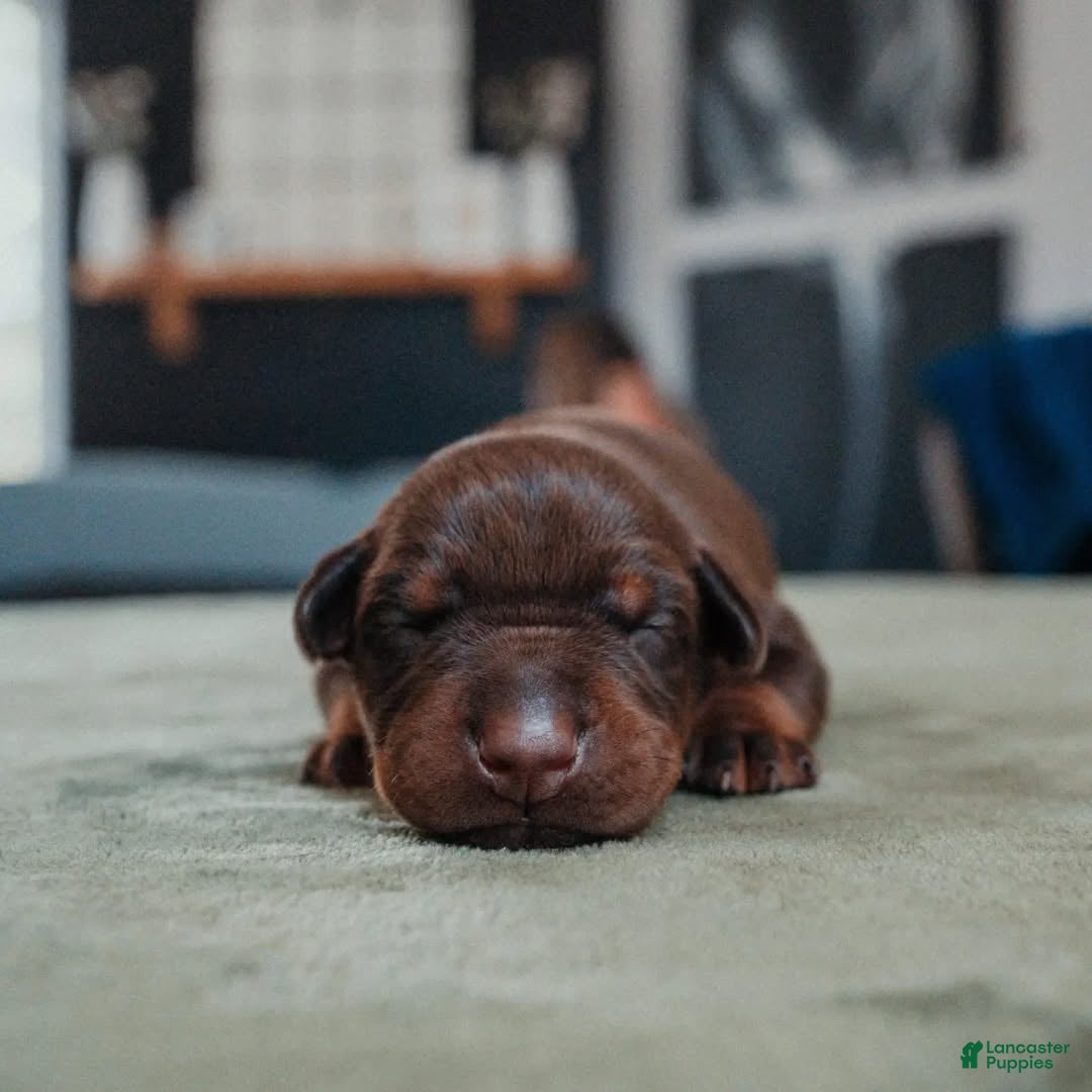 Doberman Pinscher dogs Titan Bones Obsidian Blade - Ad 21