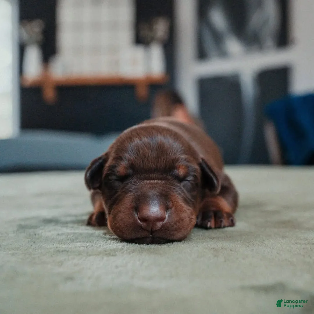 Doberman Pinscher dogs for sale: Titan Bones Obsidian Blade - Ad 1