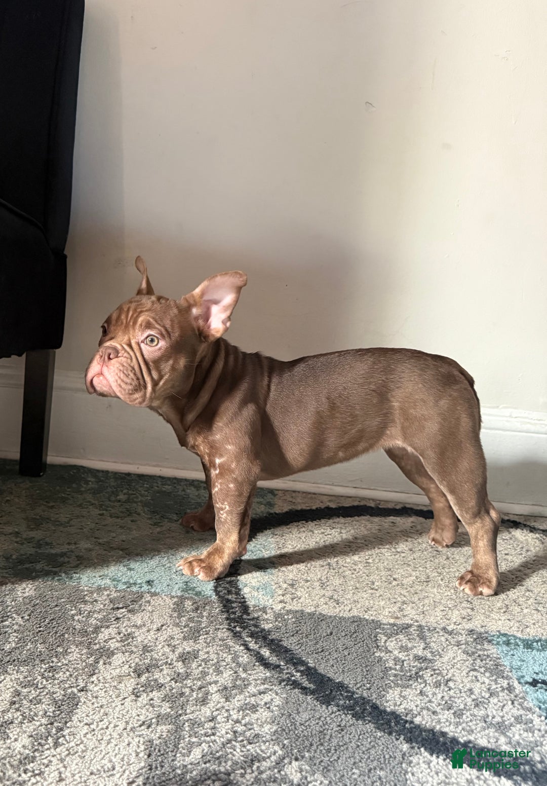 American Bully dogs for sale: American Bully Puppy 5 - Ad 4