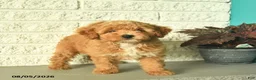 Mini Goldendoodle dogs for sale: Natalie  - Ad 2