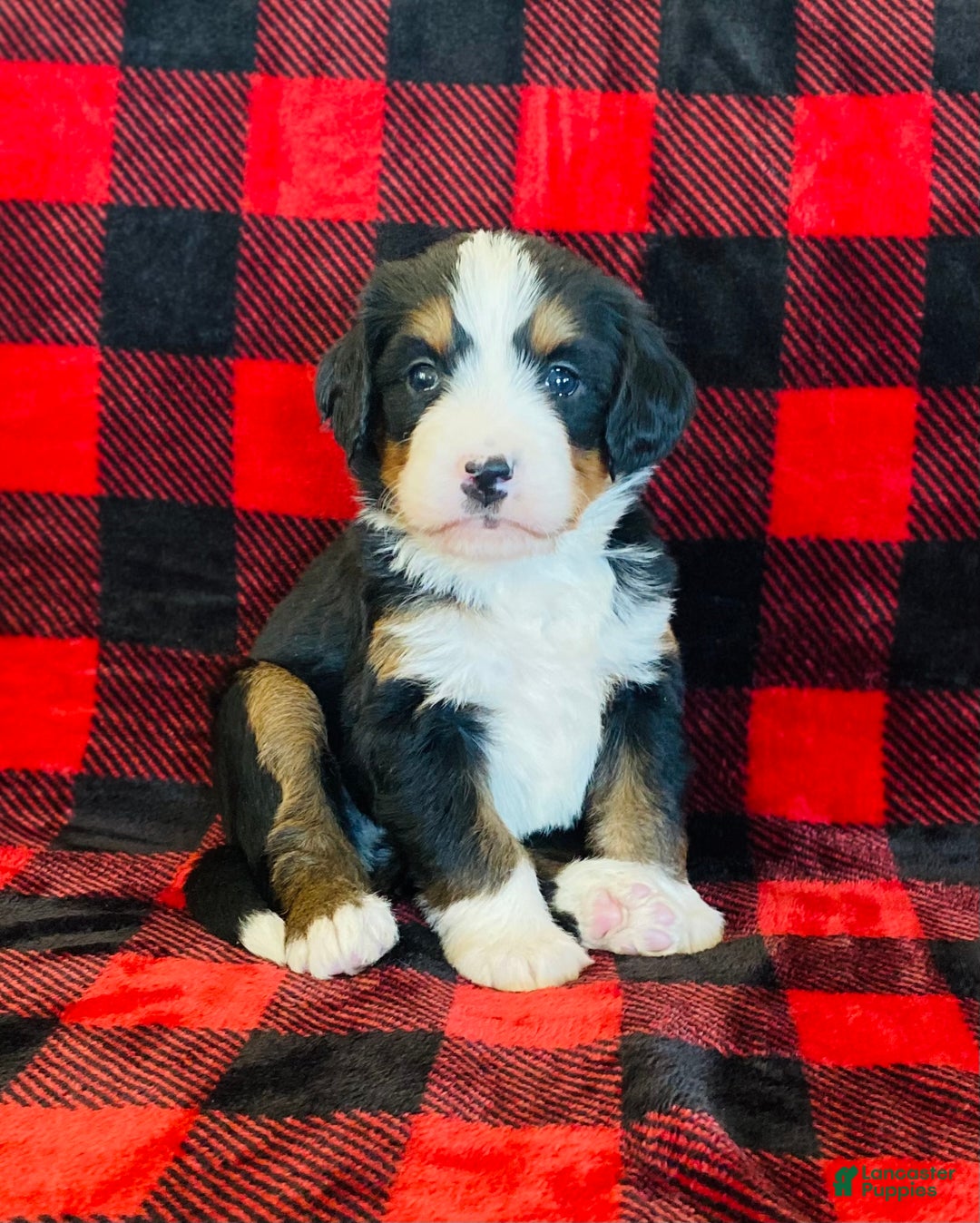 Bernedoodle dogs for sale: Princess - Ad 3