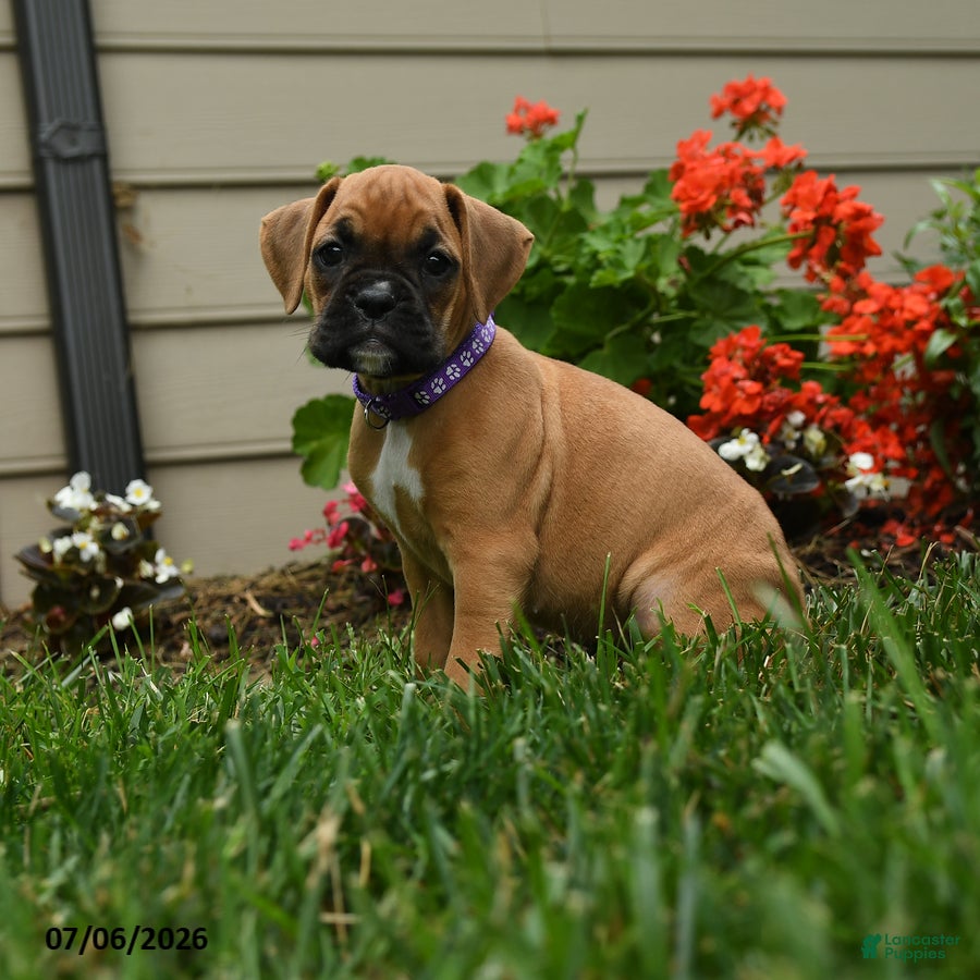 Boxer dogs Rosemary - Ad 2