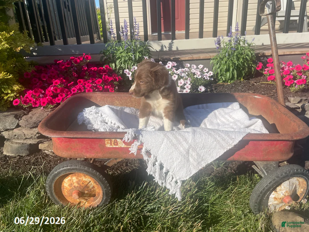 Border Collie dogs for sale: Bella - Ad 1