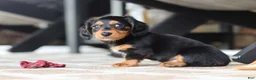 Miniature Dachshund dogs for sale: Arthur  - Ad 9