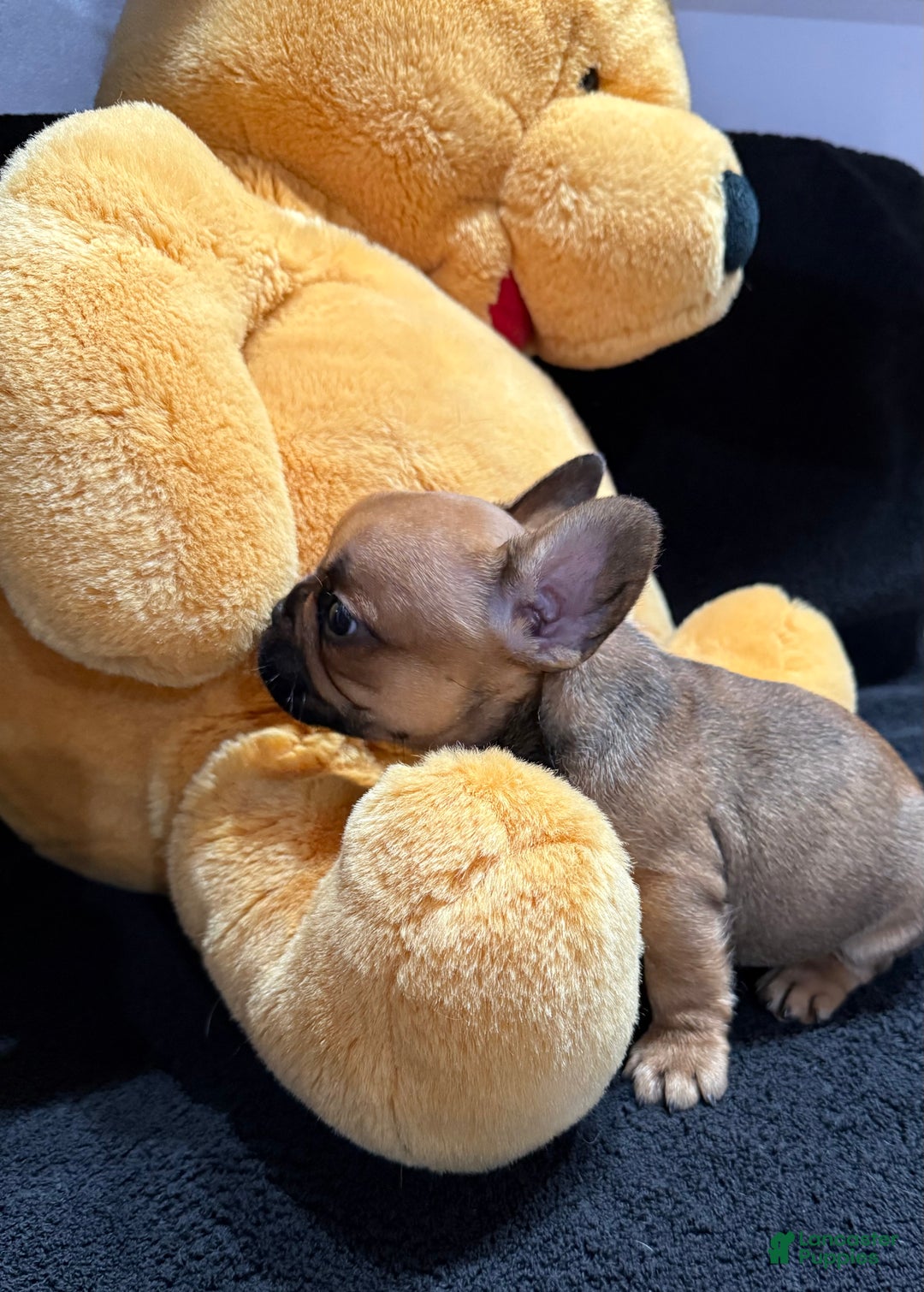 French Bulldog dogs for sale: Chocolate Obsession - Ad 7
