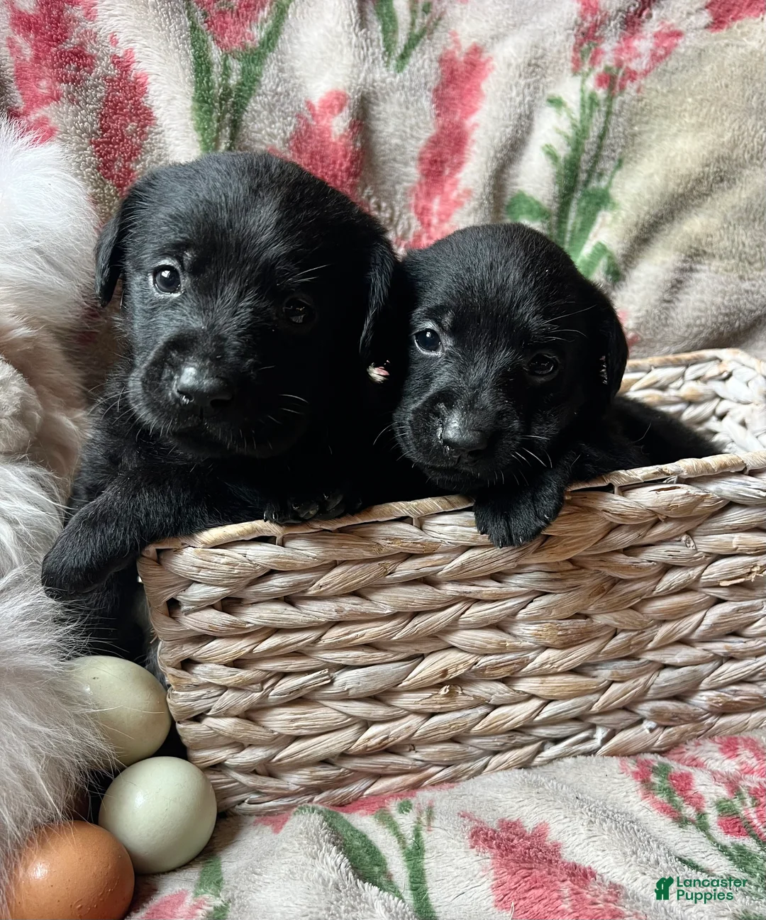 Labrador Retriever dogs for sale: Posy - Ad 2