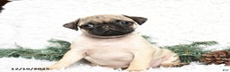 Pug dogs for sale: Pickles - Ad 1