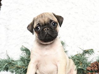 Pug dogs Pickles - Ad 35