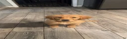 Golden Retriever dogs for sale: Cookie - Ad 7