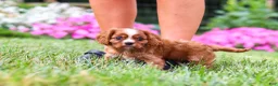 Cavalier King Charles Spaniel dogs for sale: Ollie - Ad 9