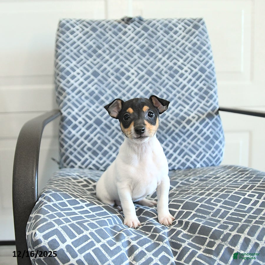 Toy Fox Terrier dogs Barry - Ad 2