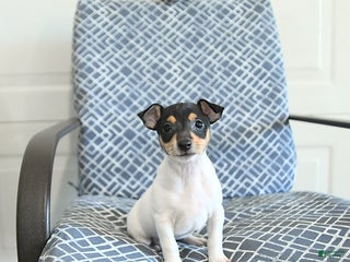 Toy Fox Terrier dogs Barry - Ad 7