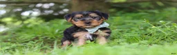 Morkie dogs for sale: Marcus - Ad 7