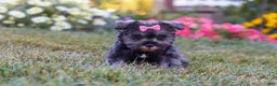 Miniature Schnauzer dogs for sale: Millie - Ad 15