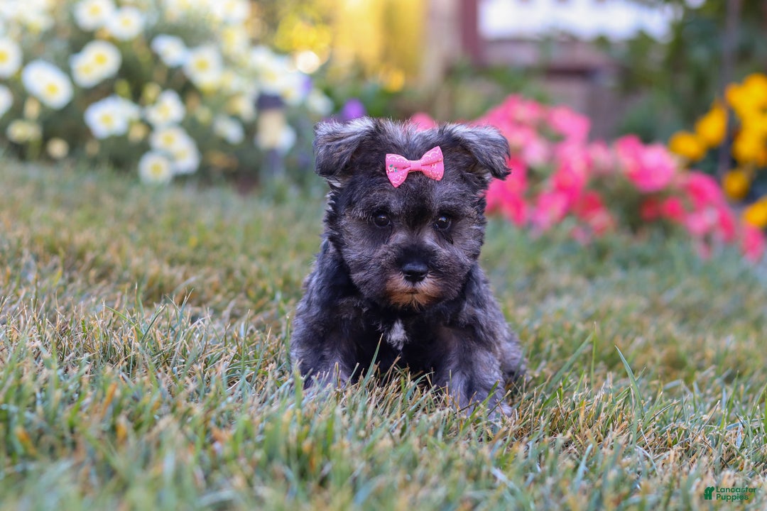 Miniature Schnauzer dogs for sale: Millie - Ad 15