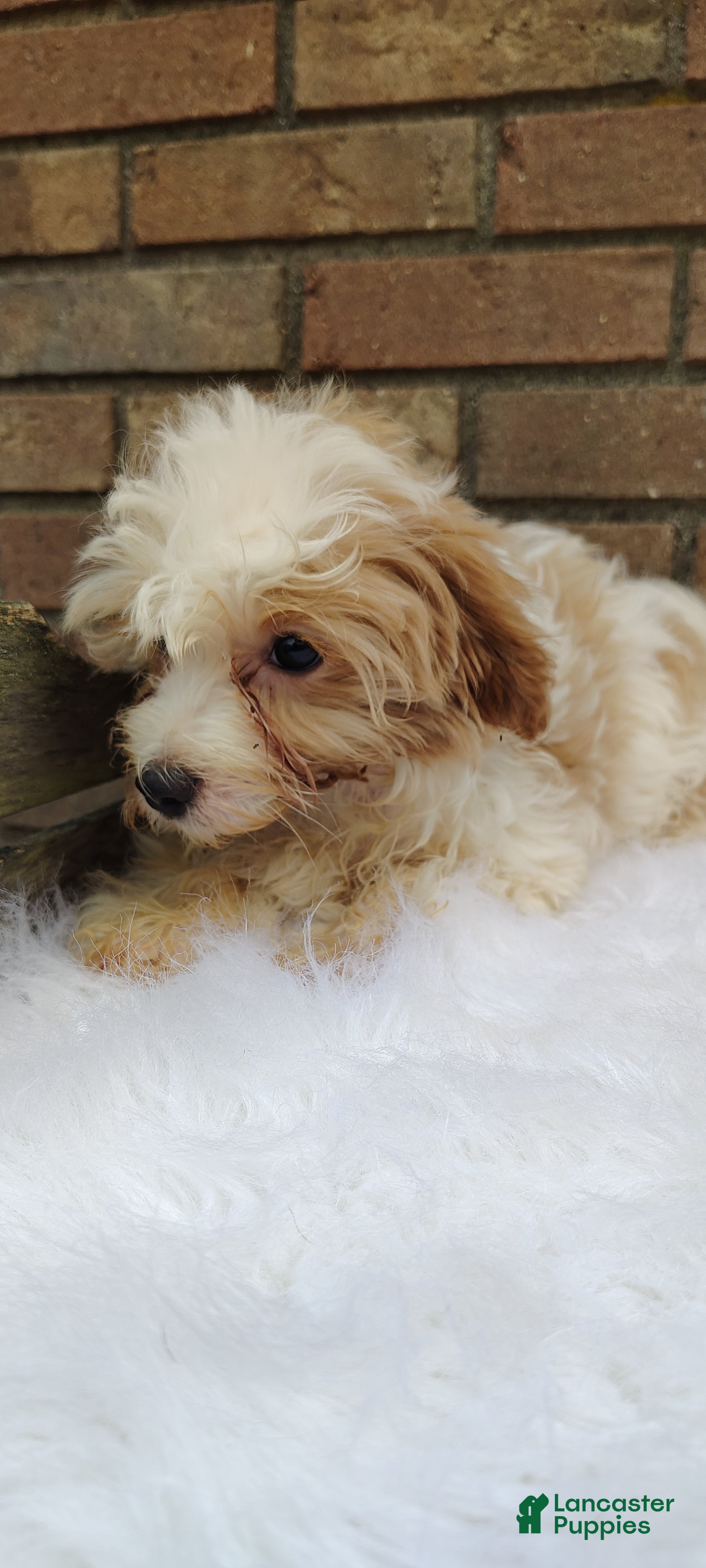 Maltipoo dogs Muffin - Ad 1