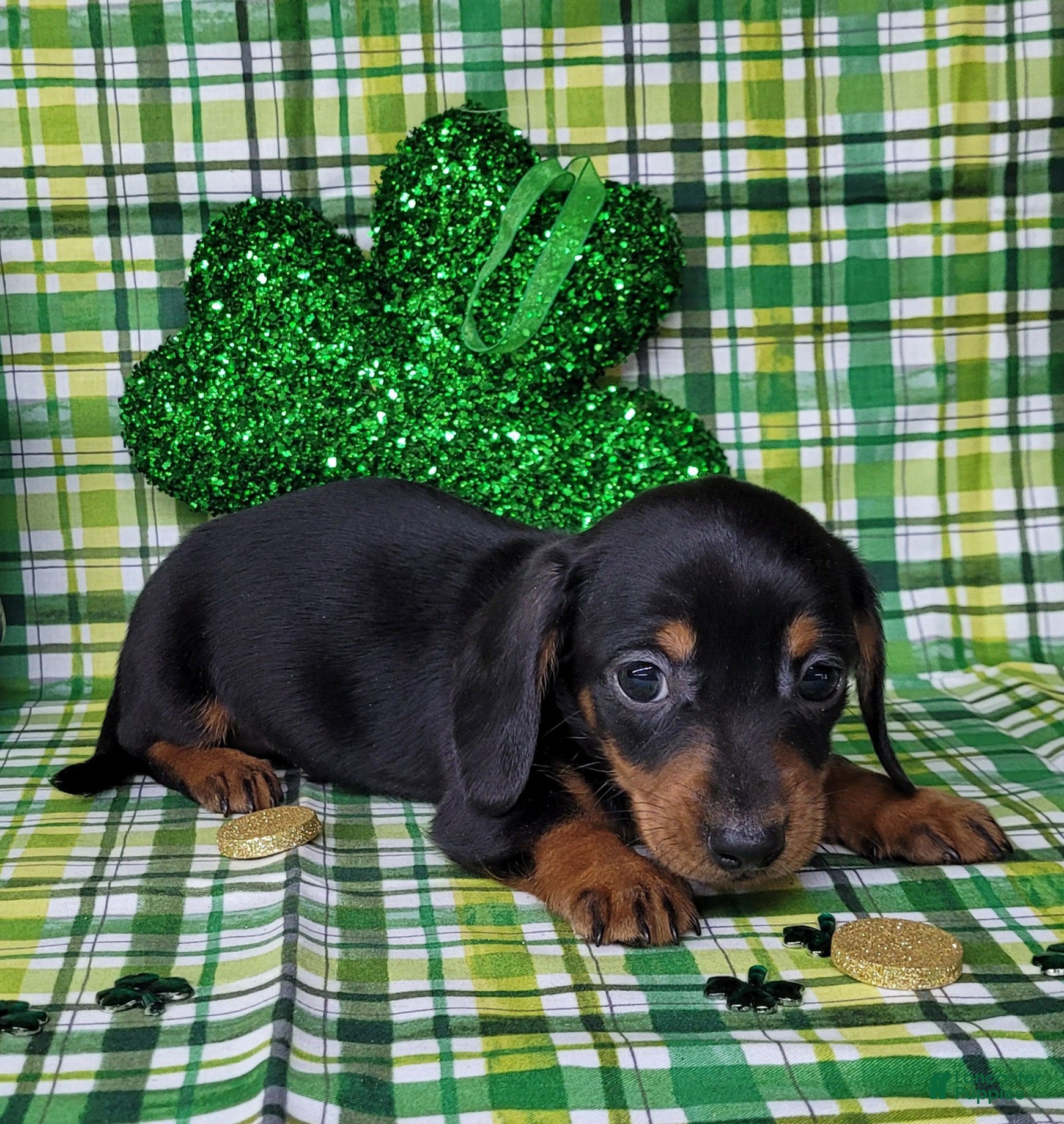 Miniature Dachshund dogs Simon AKC black/tan male - Ad 31