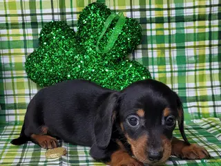 Miniature Dachshund dogs Simon AKC black/tan male - Ad 31