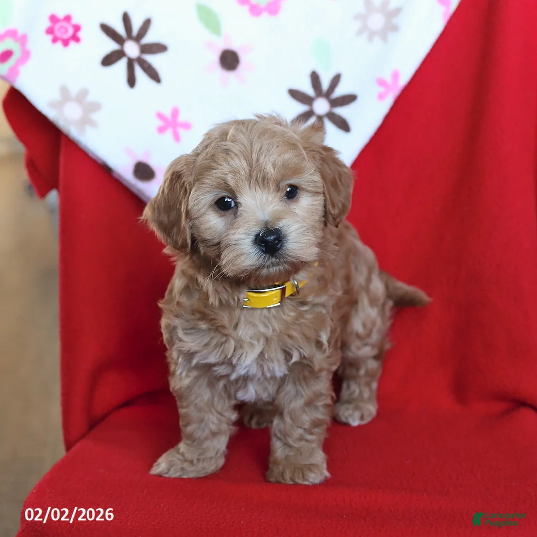 Maltipoo dogs for sale: Scout - Ad 2