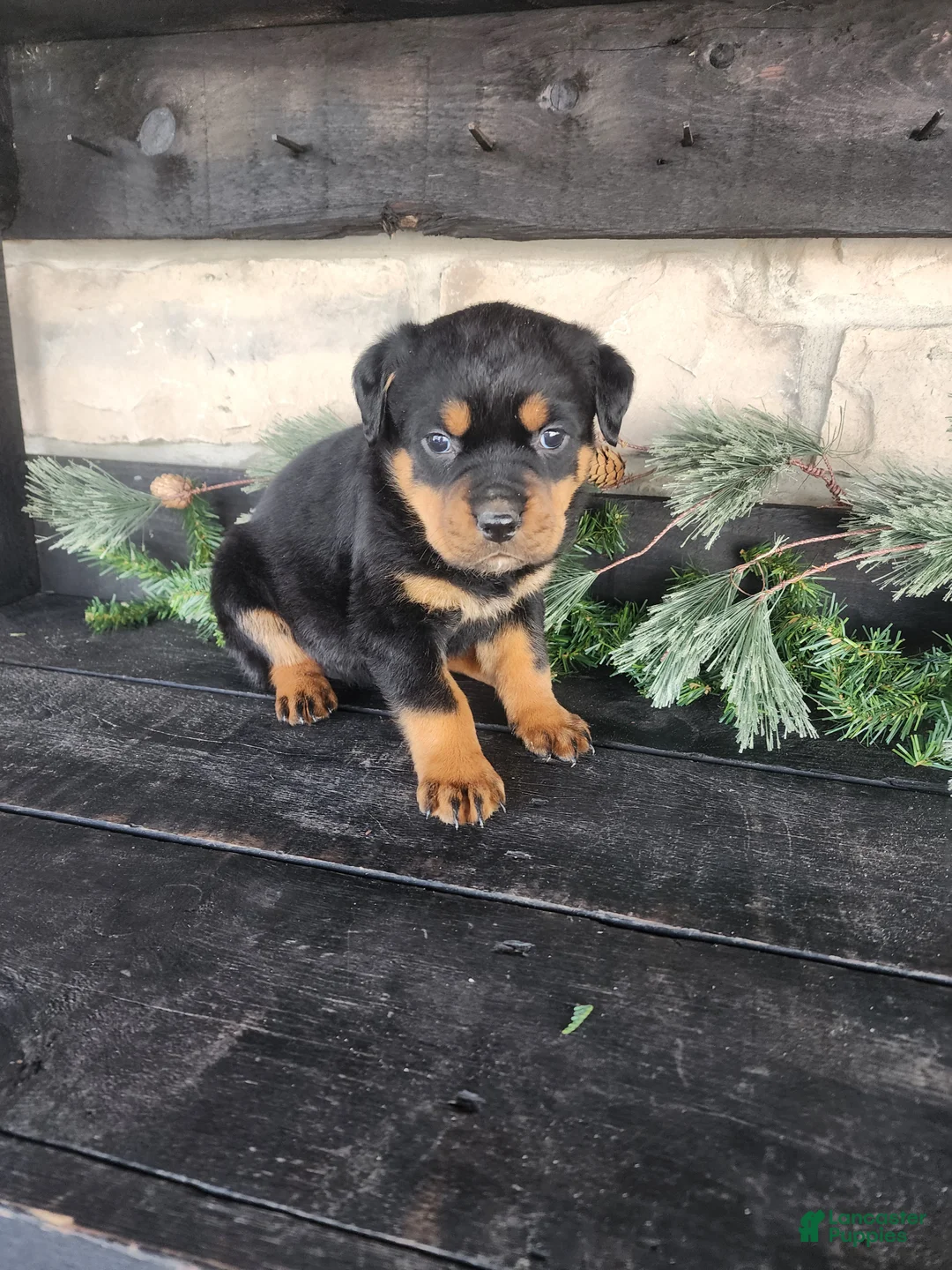Rottweiler dogs for sale: Bailey  - Ad 6