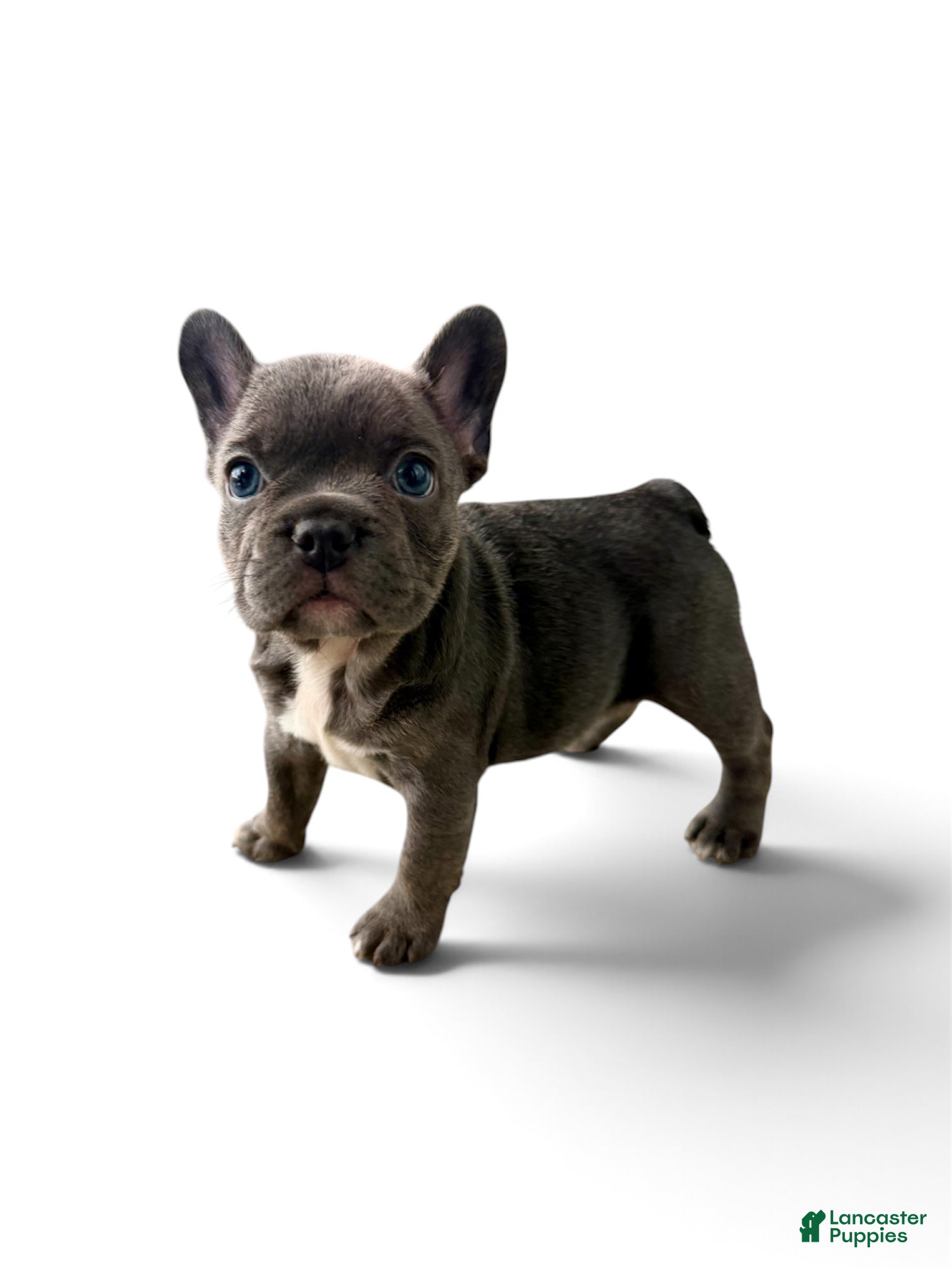 French Bulldog dogs French Bulldog 2 - Ad 1