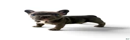 French Bulldog dogs for sale: French Bulldog 2 - Ad 1