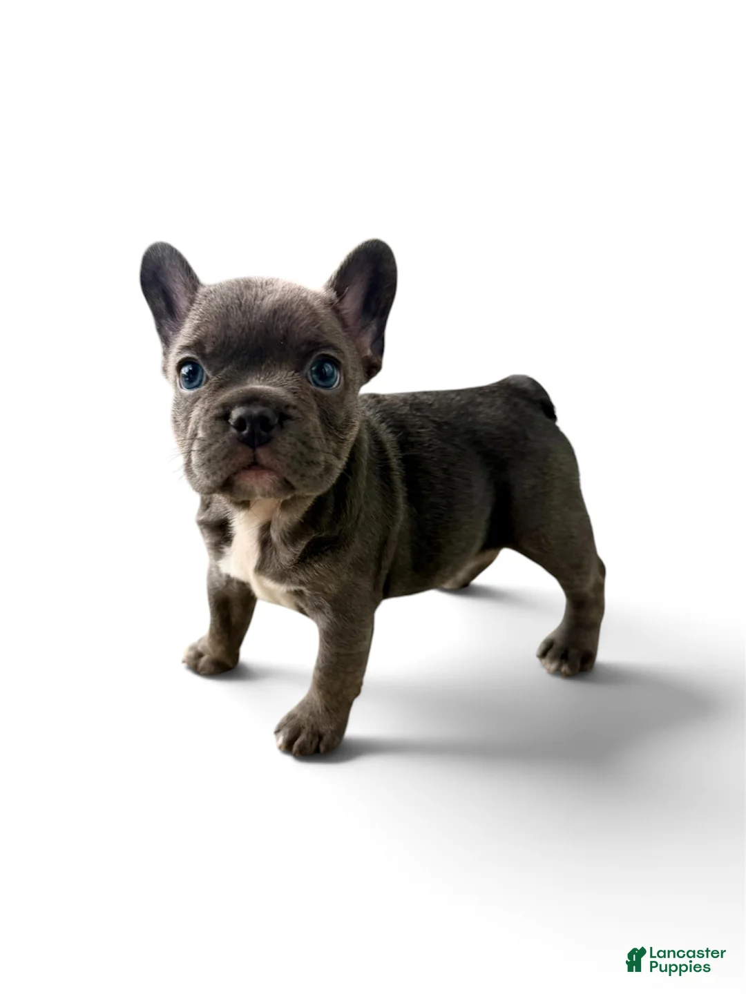 French Bulldog dogs for sale: French Bulldog 2 - Ad 1