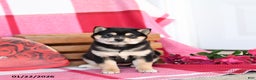 Shiba Inu dogs for sale: Barbie - Ad 2
