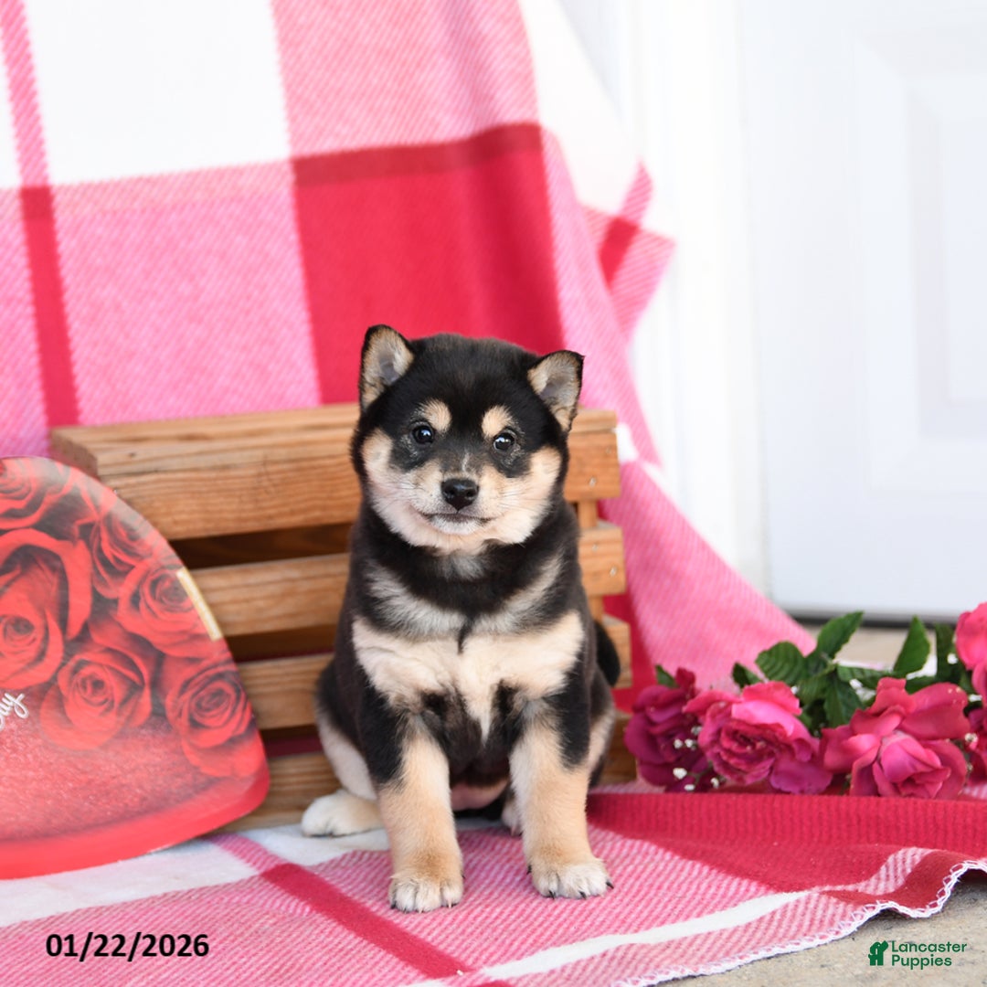 Shiba Inu dogs for sale: Barbie - Ad 2