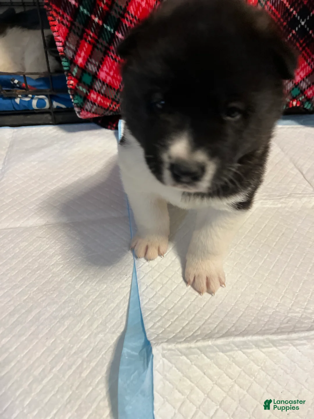 Akita dogs for sale: Dancer - Ad 9