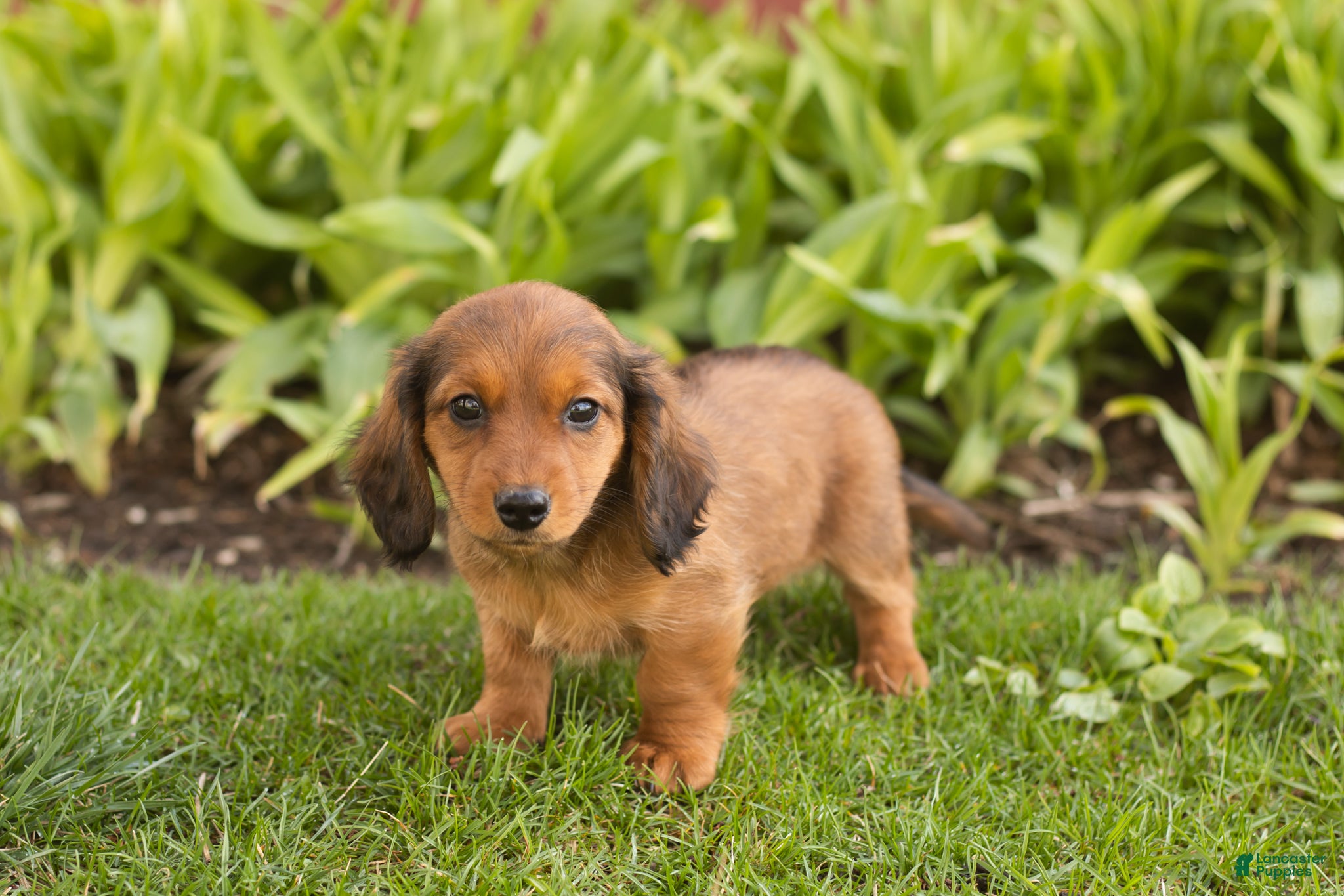 Miniature Dachshund dogs Chloe  - Ad 23