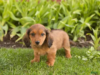 Miniature Dachshund dogs Chloe - Ad 23