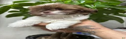 Shih Tzu dogs for sale: Max - Ad 9