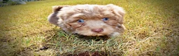 Havapoo dogs for sale: Oscar - Ad 6
