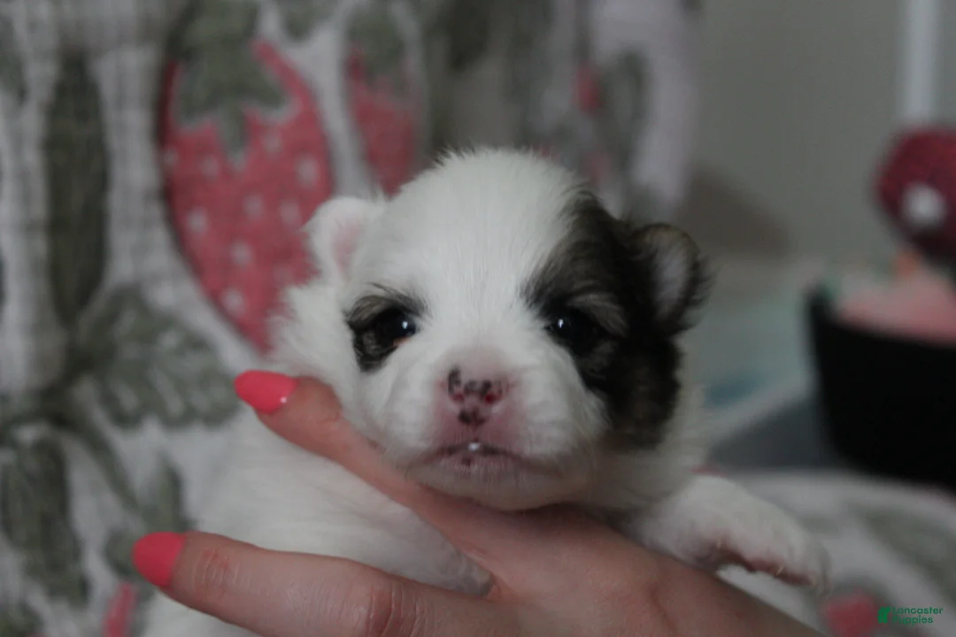 Pomeranian dogs for sale: Skip - Ad 1