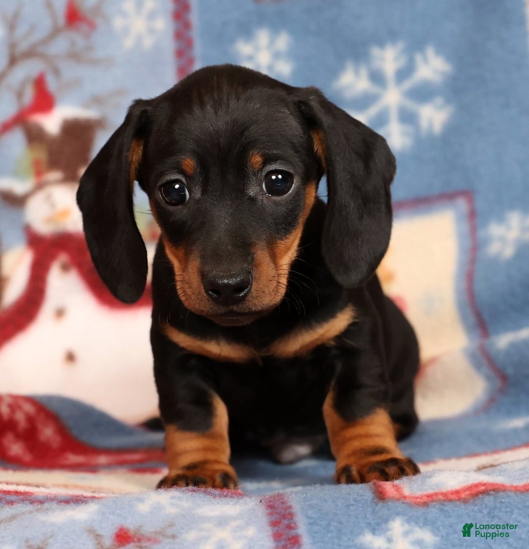 Miniature Dachshund dogs for sale: Harvey - Ad 6
